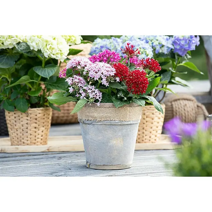 Piardino Pentas lanceolata - Pentas lanceolata 'Trio', Volumen de la maceta: 15 l - Una maceta gris de flores Pentas de colores, rodeada de hortensias en cestas sobre una cubierta de madera.