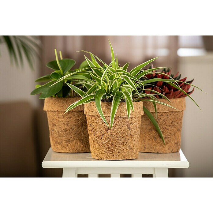 Piardino Zimmerpflanzen-Mix Mix (Verschiedene Sorten, Topfgröße: 13 cm, 1 x Pflanze) | BAUHAUS