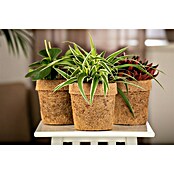 Piardino Zimmerpflanzen-Mix Mix (Verschiedene Sorten, Topfgröße: 13 cm, 1 x Pflanze) | BAUHAUS