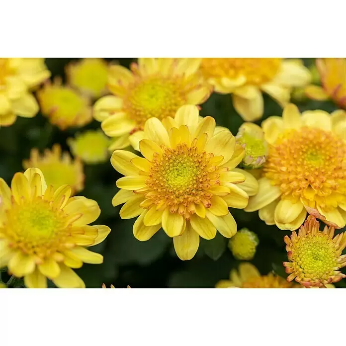 Piardino Herbst-Chrysantheme - Dendranthema Hybride 'Jellyfish', Topfgröße: 14 cm, verschiedene Farben - Detailaufnahme