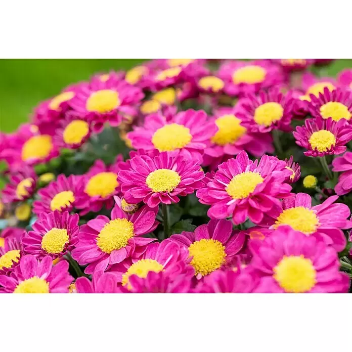 Piardino Herbst-Chrysantheme - Dendranthema Hybride 'Jellyfish', Topfgröße: 14 cm, verschiedene Farben - Detailaufnahme