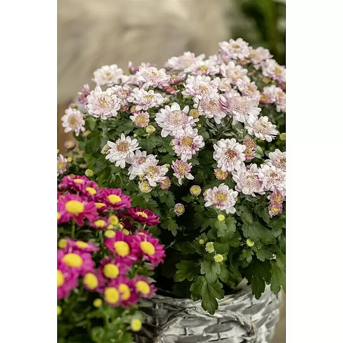 Piardino Herbst-Chrysantheme - Dendranthema Hybride 'Jellyfish', Topfgröße: 14 cm, verschiedene Farben - Stimmungsaufnahme