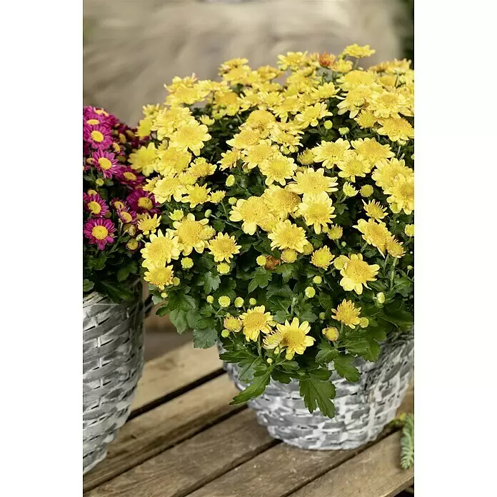 Piardino Herbst-Chrysantheme - Dendranthema Hybride 'Jellyfish', Topfgröße: 14 cm, verschiedene Farben - Stimmungsaufnahme