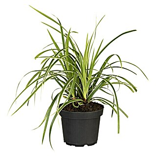 Piardino Segge (Carex morrowii 'Icedance', Topfgröße: 14 cm)