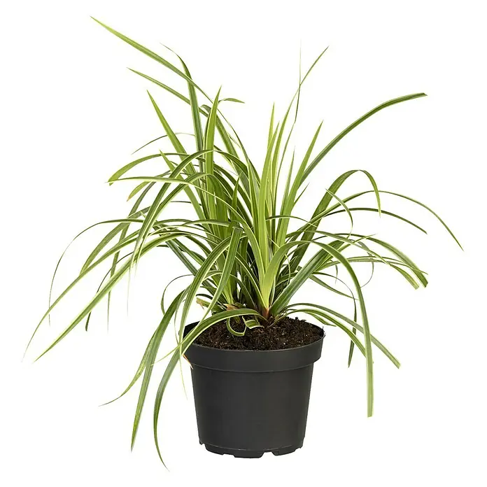 Piardino Segge - Carex morrowii 'Icedance', Topfgröße: 14 cm - Topfansicht einer Zimmerpflanze mit langen, grünen Blättern, die aus einem schwarzen Topf wachsen. Perfekt für die Dekoration.