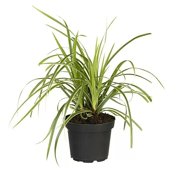 Piardino SeggeCarex morrowii 'Icedance', Topfgröße: 14 cm