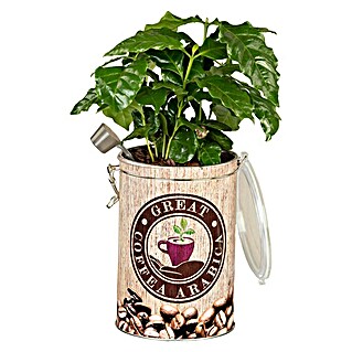 Piardino Kaffeestrauch (Coffea arabica, Topfgröße: 12 cm, Grün)