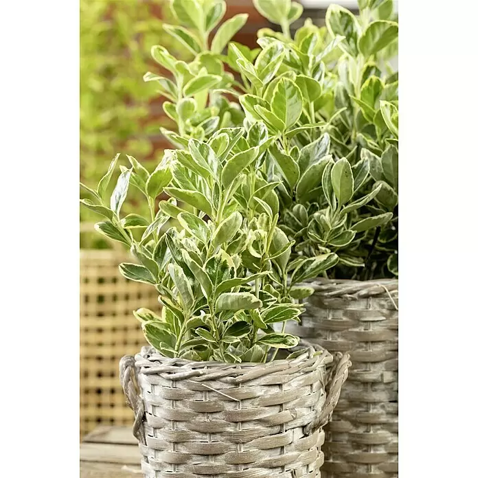 Piardino Spindelstrauch - Euonymus fortunei, Topfgröße: 11 cm, Blattfarbe: Sortenspezifisch - Stimmungsaufnahme