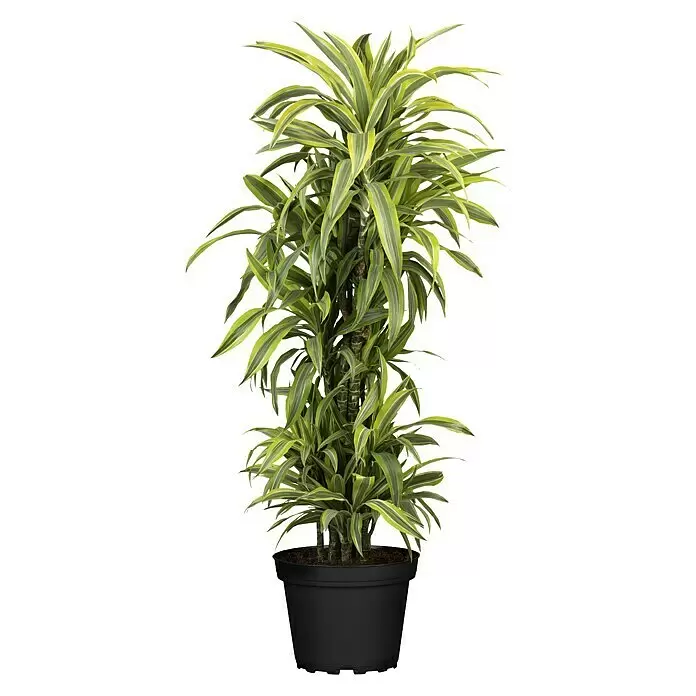 Piardino Drachenbaum - Dracaena fragrans 'Lemon Lime', Topfgröße: 32 cm, Dunkelgrün - Vorderansicht