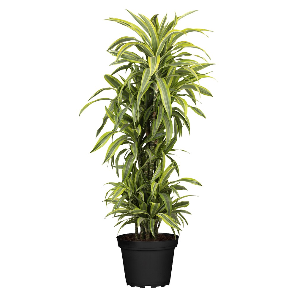 Piardino Drachenbaum - Dracaena fragrans 'Lemon Lime', Topfgre: 32 cm,  Dunkelgrn online kaufen bei BAUHAUS