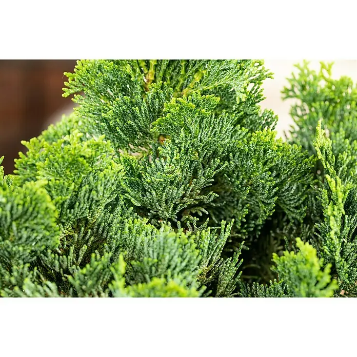 Piardino Kleine Muschelzypresse - Chamaecyparis obtusa 'Nana Gracilis', Topfgröße: 19 cm - Nahaufnahme eines grünen Hinoki-Scheinzypressenbaums, der mit seinen dichten, schuppenartigen Blättern eine üppige und strukturierte Textur zeigt.