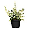 Euonymus japonica 17i.S. gem.