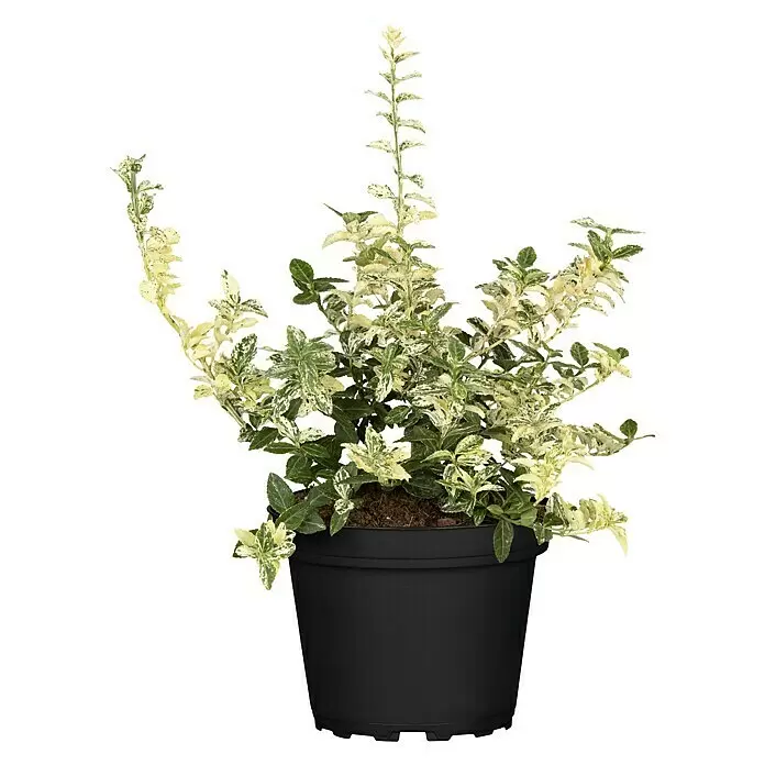 Piardino SpindelstrauchEuonymus japonica