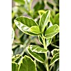 Euonymus japonica 17i.S. gem.