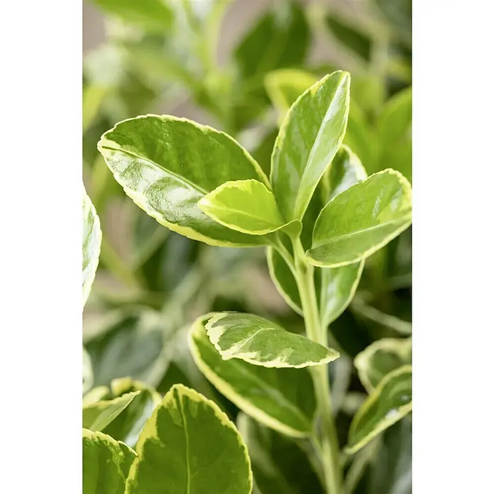 Piardino SpindelstrauchEuonymus japonica - Nahaufnahme von glänzenden, grünen Spindelstrauchblättern mit gelbem Rand, die die zarten Details der Laubfärbung hervorheben.