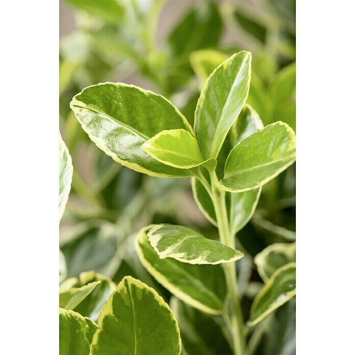 Piardino SpindelstrauchEuonymus japonica Detail Shot