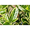 Euonymus japonica 17i.S. gem.