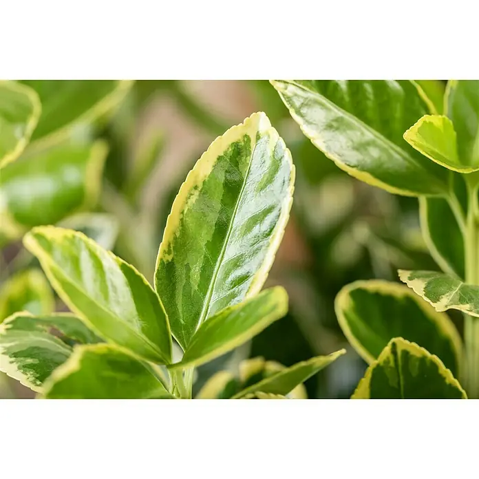 Piardino SpindelstrauchEuonymus japonica - Nahaufnahme eines Euonymus japonicus 'Aureomarginatus' mit grün-gelben Blättern. Perfekt für Hecken oder als Zierpflanze im Garten.
