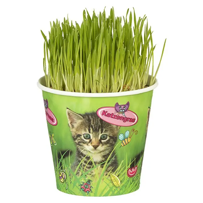 Piardino Katzengras - Topfgröße: 13 cm - Katzenminze in einem Topf mit Katzenmotiv, ein gesundes und unterhaltsames Produkt für Katzen.