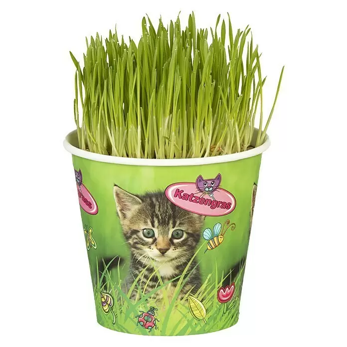 Piardino KatzengrasTopfgröße: 13 cm