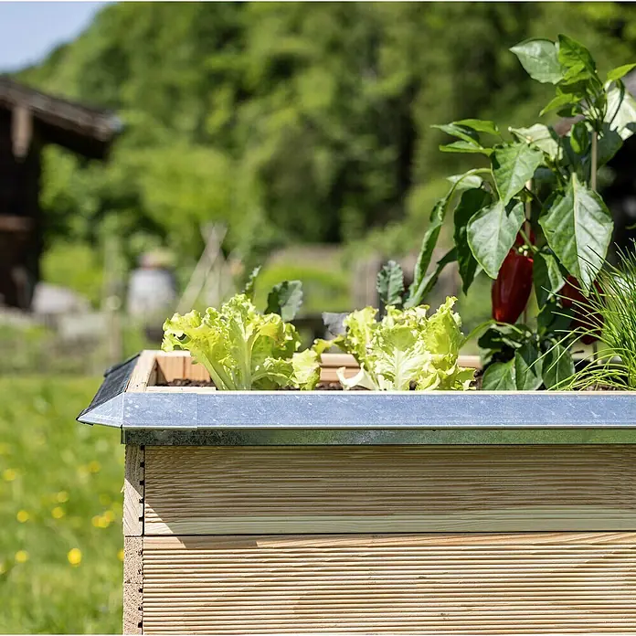 Windhager Schneckenblech Wand - Metall, Silber, B x L: 5 x 100 cm - Nahaufnahme eines erhöhten Gartenbeets aus Holz mit Salat, Paprika und Schnittlauch.