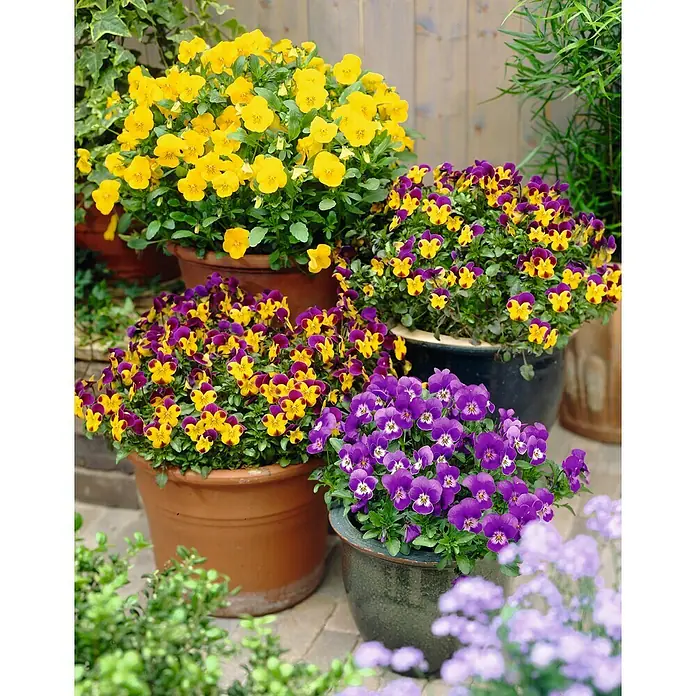 Piardino Hornveilchen - Viola cornuta, Topfgröße: 12 cm - Lebendige Auswahl an Stiefmütterchen in verschiedenen Farben, arrangiert in Terrakotta- und Keramiktöpfen für den Garten oder die Terrasse.