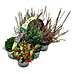 Pflanzen-Mix Herbst 