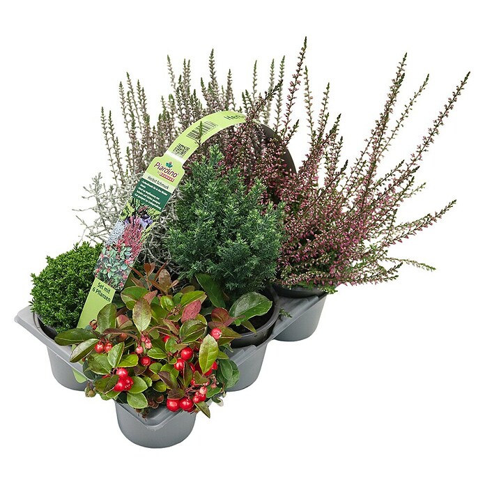 Pflanzen-Mix Herbst (Topfgröße: 9 cm, Gesamtstückzahl: 6 Stk.) | BAUHAUS