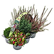 Pflanzen-Mix Herbst (Topfgröße: 9 cm, Gesamtstückzahl: 6 Stk.) | BAUHAUS