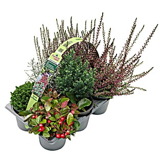 Pflanzen-Mix Herbst (Topfgröße: 9 cm, Gesamtstückzahl: 6 Stk.)