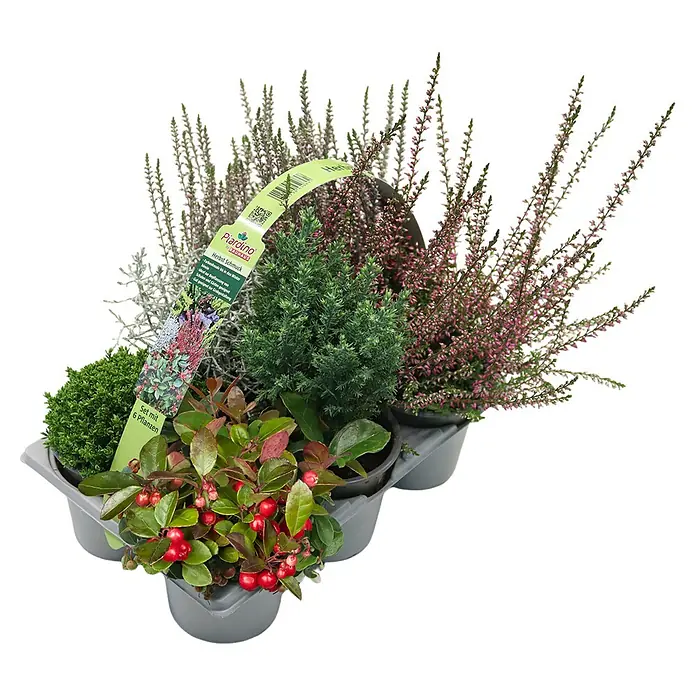 Pflanzen-Mix - Topfgröße: 9 cm, Gesamtstückzahl: 6 Stk. - Herbstliche Pflanzenbox mit Heidekraut, Ziersträuchern und winterharten Pflanzen für eine farbenfrohe Gartendekoration.