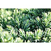 Pflanzen-Mix Herbst (Topfgröße: 9 cm, Gesamtstückzahl: 6 Stk.) | BAUHAUS