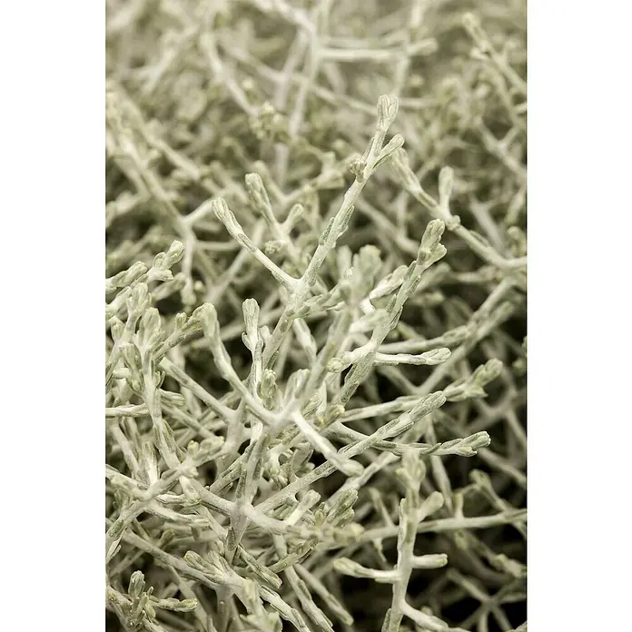 Pflanzen-Mix - Topfgröße: 9 cm, Gesamtstückzahl: 6 Stk. - Nahaufnahme einer Kriechpflanze mit zarten, silbergrünen Blättern, die eine dichte Textur bilden und die filigrane Schönheit der Natur zeigen.