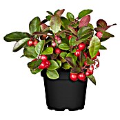 Pflanzen-Mix Herbst (Topfgröße: 9 cm, Gesamtstückzahl: 6 Stk.) | BAUHAUS