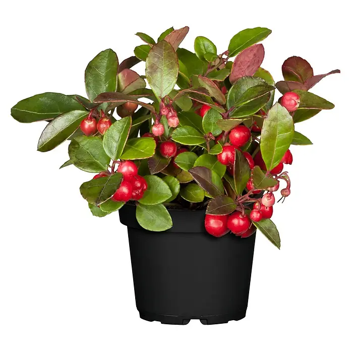 Pflanzen-Mix - Topfgröße: 9 cm, Gesamtstückzahl: 6 Stk. - Attraktive, immergrüne Scheinbeere mit roten Beeren und glänzenden Blättern im schwarzen Topf, ideal für farbenfrohe Dekorationen.