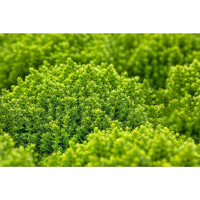 Pflanzen-Mix Herbst (Topfgröße: 9 cm, Gesamtstückzahl: 6 Stk.) | BAUHAUS