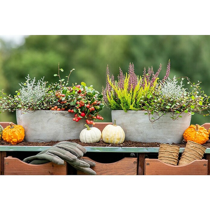 Pflanzen-Mix Herbst (Topfgröße: 9 cm, Gesamtstückzahl: 6 Stk.) | BAUHAUS