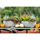 Pflanzen-Mix Herbst (Topfgröße: 9 cm, Gesamtstückzahl: 6 Stk.) | BAUHAUS
