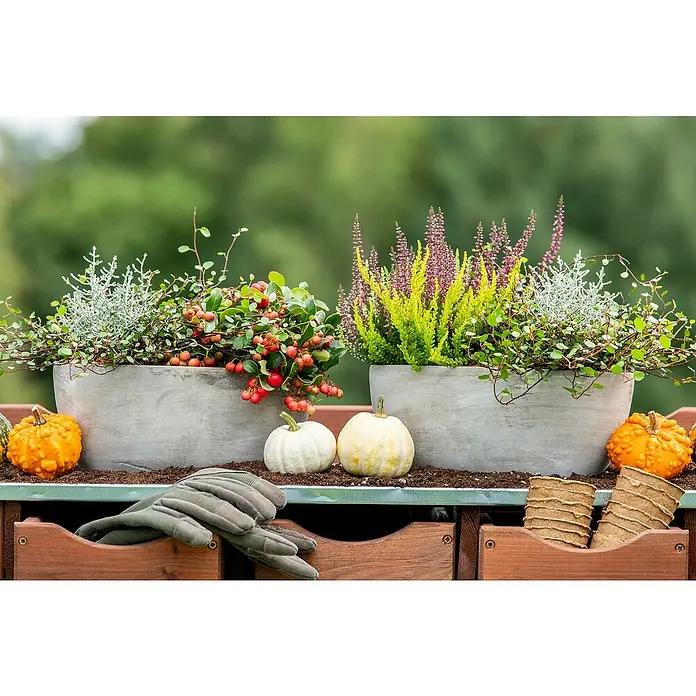 Balkonpflanzen-Mix Herbst - Topfgröße: 9 cm, Gesamtstückzahl: 6 Stk. - Pflanzgefäße mit Herbstblumen und Zierkürbissen, dazu Gartenhandschuhe und Anzuchttöpfe auf einem Holztisch für eine herbstliche Gartendekoration.