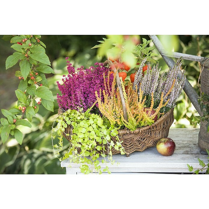Pflanzen-Mix Herbst (Topfgröße: 9 cm, Gesamtstückzahl: 6 Stk.) | BAUHAUS