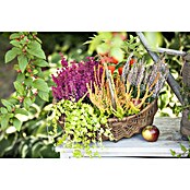 Pflanzen-Mix Herbst (Topfgröße: 9 cm, Gesamtstückzahl: 6 Stk.) | BAUHAUS