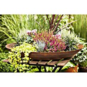 Pflanzen-Mix Herbst (Topfgröße: 9 cm, Gesamtstückzahl: 6 Stk.) | BAUHAUS