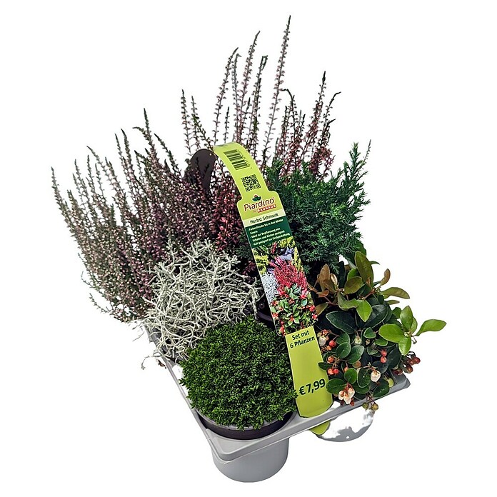 Pflanzen-Mix Herbst (Topfgröße: 9 cm, Gesamtstückzahl: 6 Stk.) | BAUHAUS