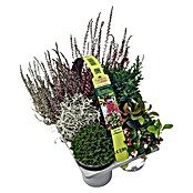Pflanzen-Mix Herbst (Topfgröße: 9 cm, Gesamtstückzahl: 6 Stk.) | BAUHAUS