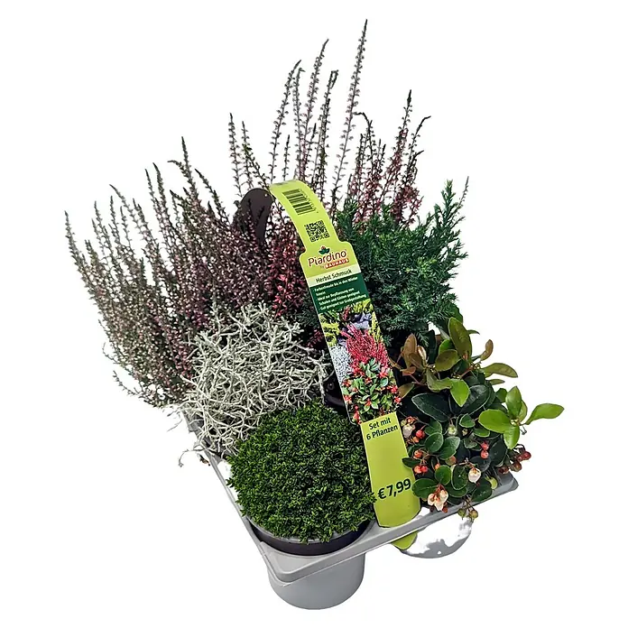 Balkonpflanzen-Mix Herbst - Topfgröße: 9 cm, Gesamtstückzahl: 6 Stk. - Herbstliches Pflanzenset: Eine dekorative Mischung aus verschiedenen Pflanzen, ideal für die saisonale Gestaltung von Gärten und Balkonen.