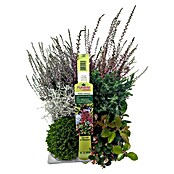 Pflanzen-Mix Herbst (Topfgröße: 9 cm, Gesamtstückzahl: 6 Stk.) | BAUHAUS