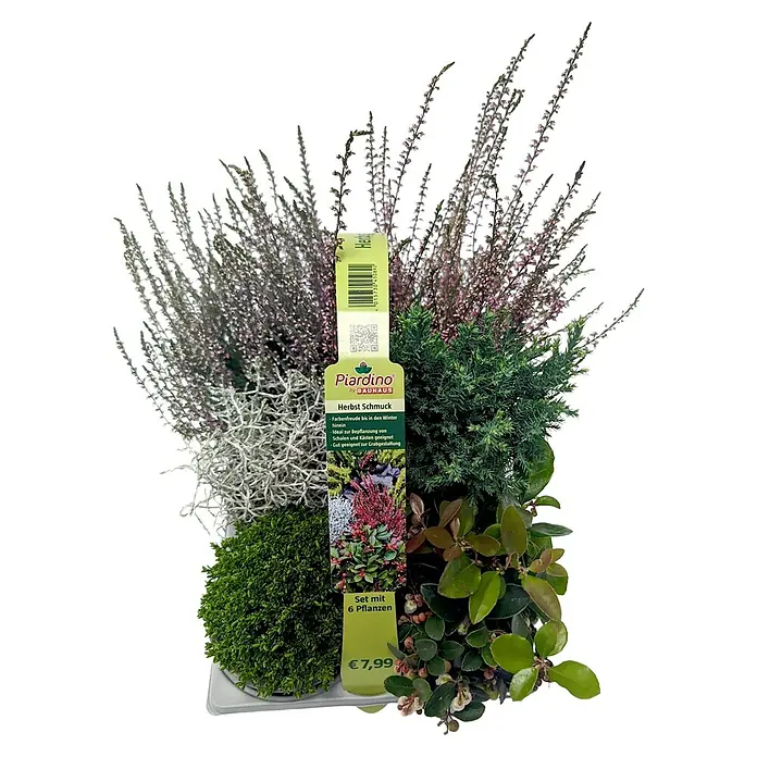 Balkonpflanzen-Mix Herbst - Topfgröße: 9 cm, Gesamtstückzahl: 6 Stk. - Piardino Herbst Schmuck Set mit 6 Pflanzen. Das Set enthält Heidekraut, Zypresse, Immergrün und andere winterharte Pflanzen für den Garten.