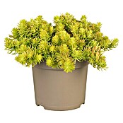 Piardino Garten-Fettblatt (Sedum hybride, Topfgröße: 15 cm) | BAUHAUS