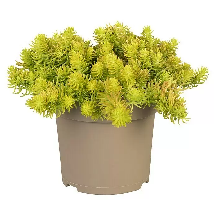 Piardino Garten-FettblattSedum hybride, Topfgröße: 15 cm