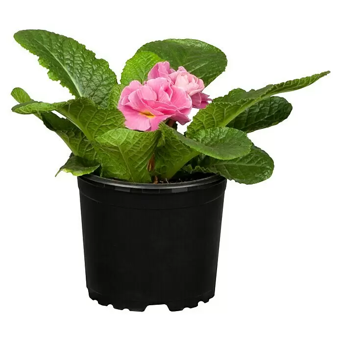 Piardino PrimelPrimula vulgaris 'Dreamer', Topfgröße: 10 cm, Blütenfarbe sortenabhängig